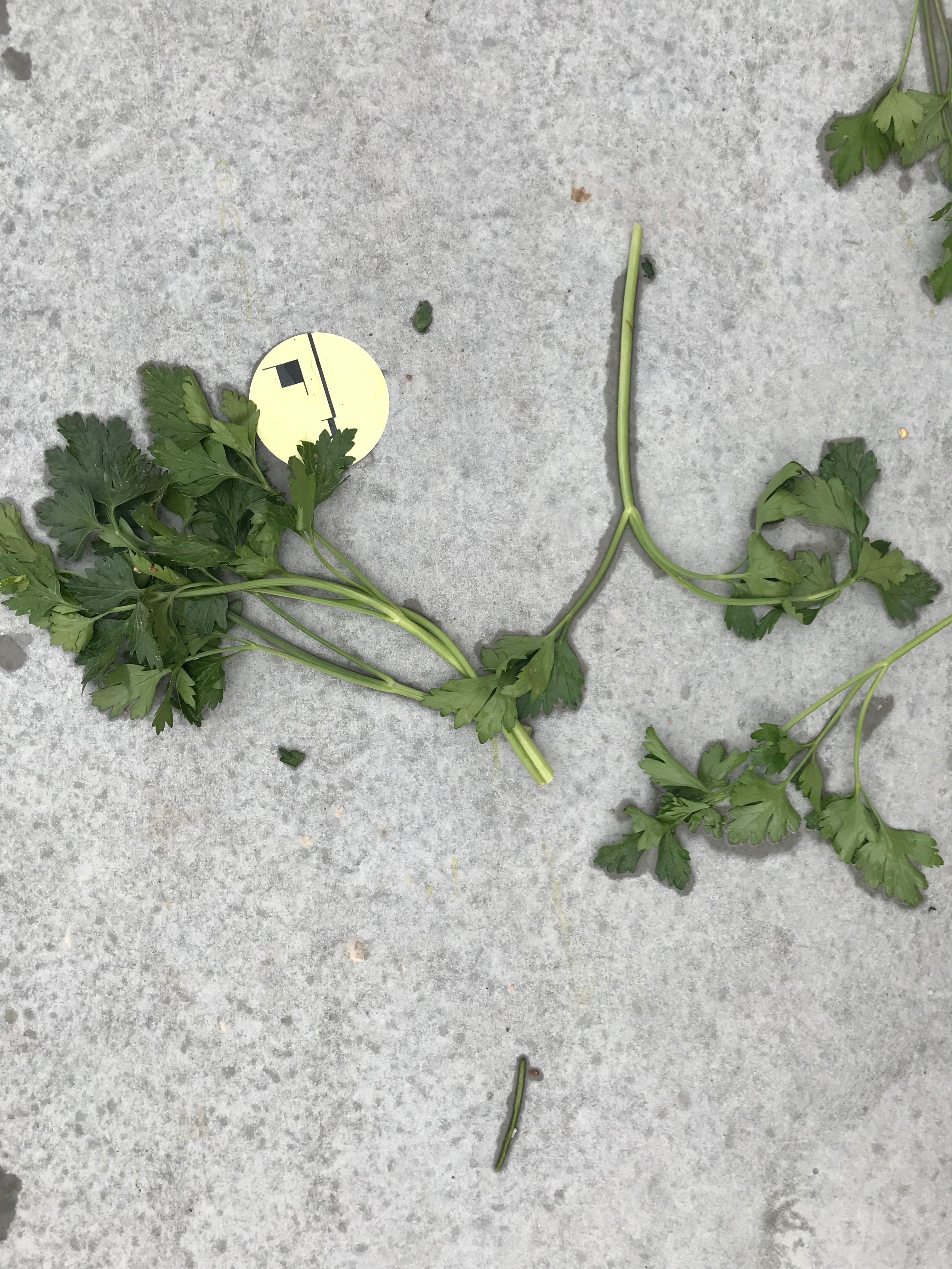 Critical Bauhaus served with Parsley
